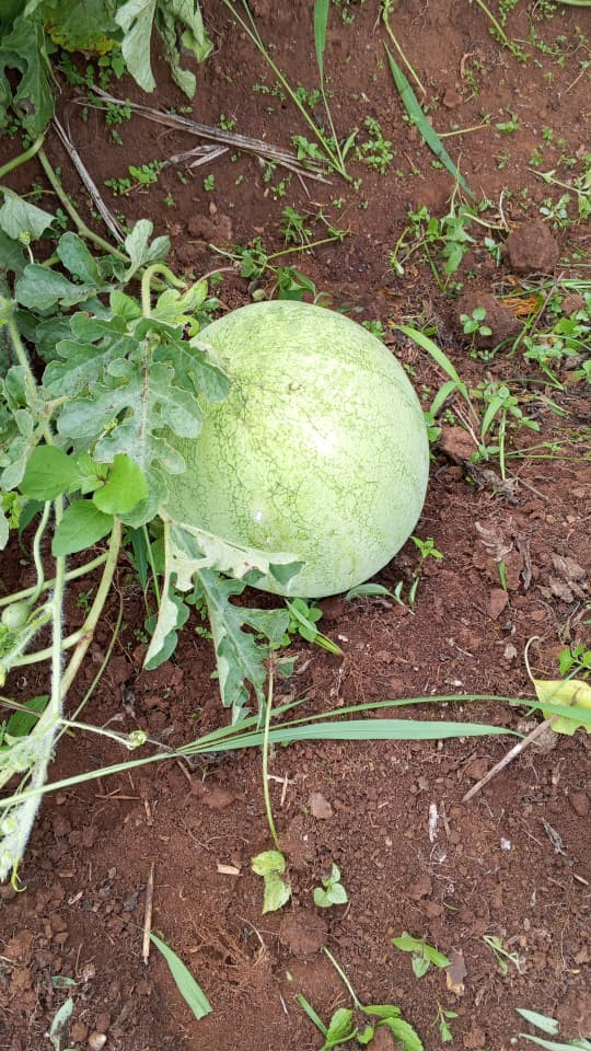 Dry season Gardening