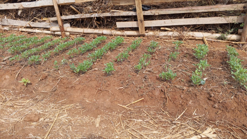 Dry season Gardening
